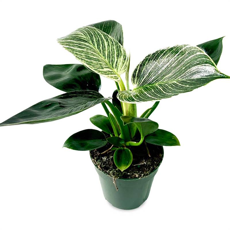 Philodendron Birkin Plant