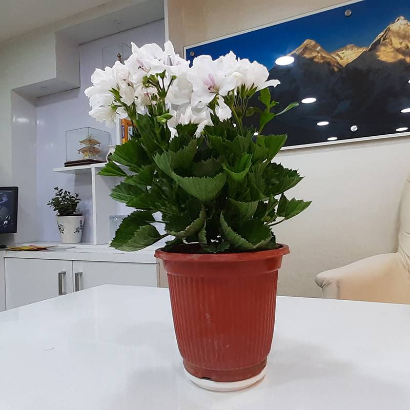 Pelargonium Zonale Plant