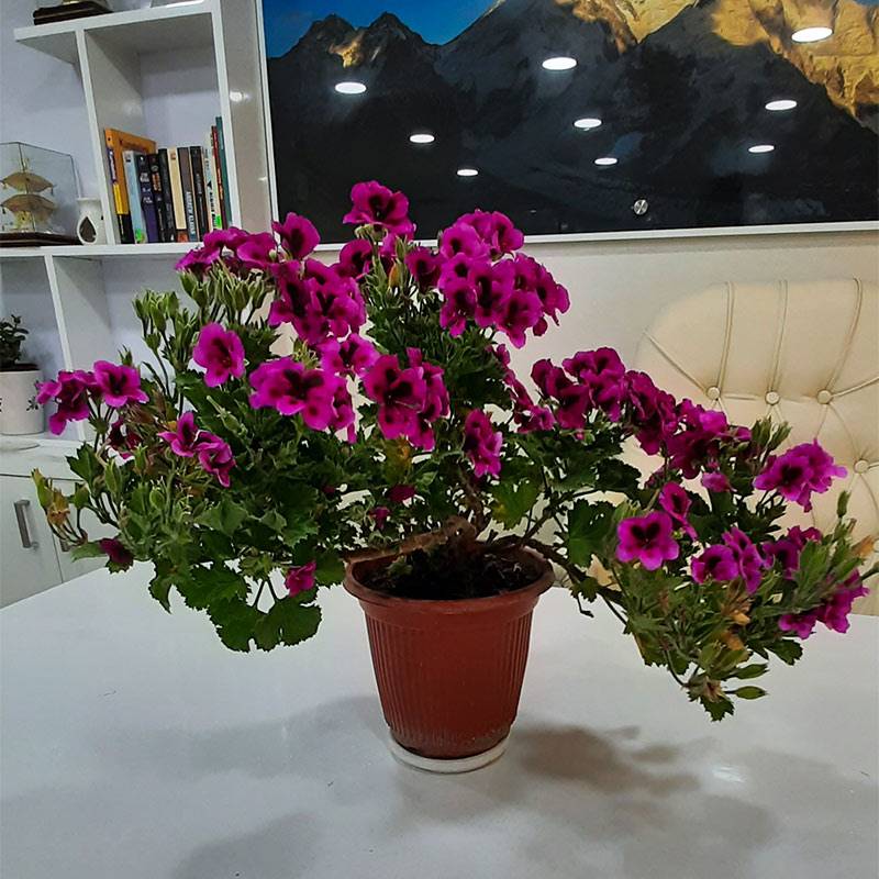 Zonal Geranium Plant