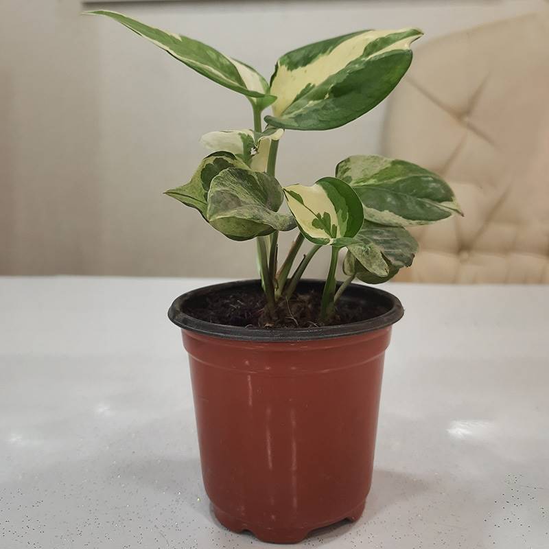 Golden Pothos Plant