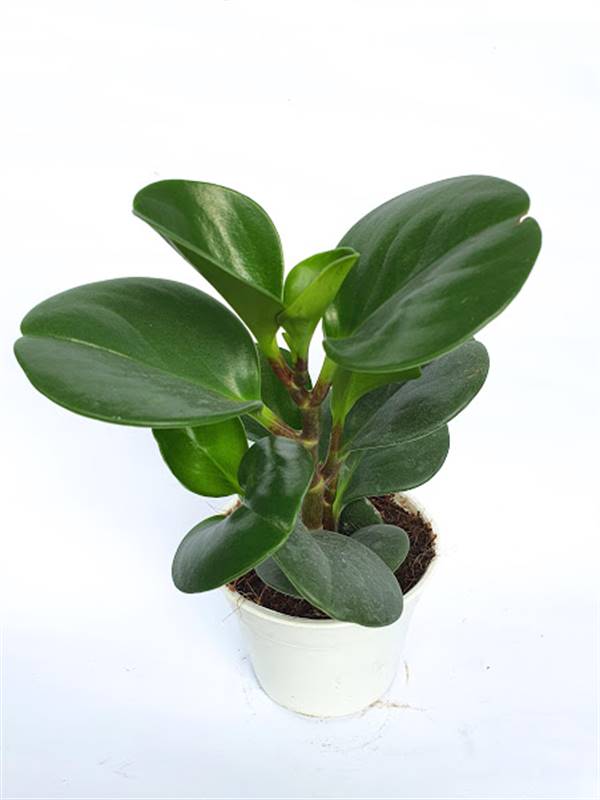 American Rubber Plant 