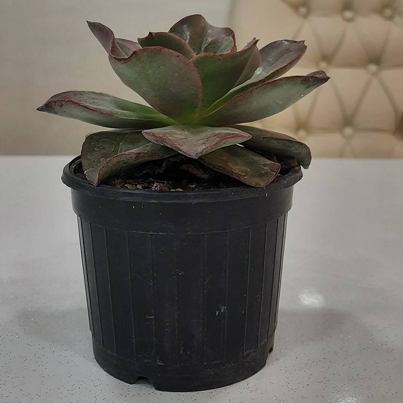 Succulent - Type 2