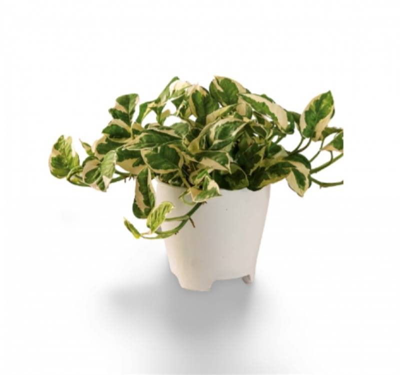 Marble Queen Plant