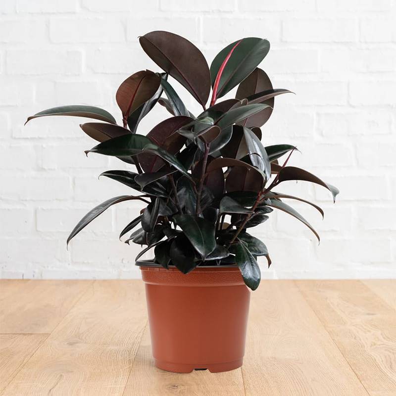 Black Prince Rubber Plant