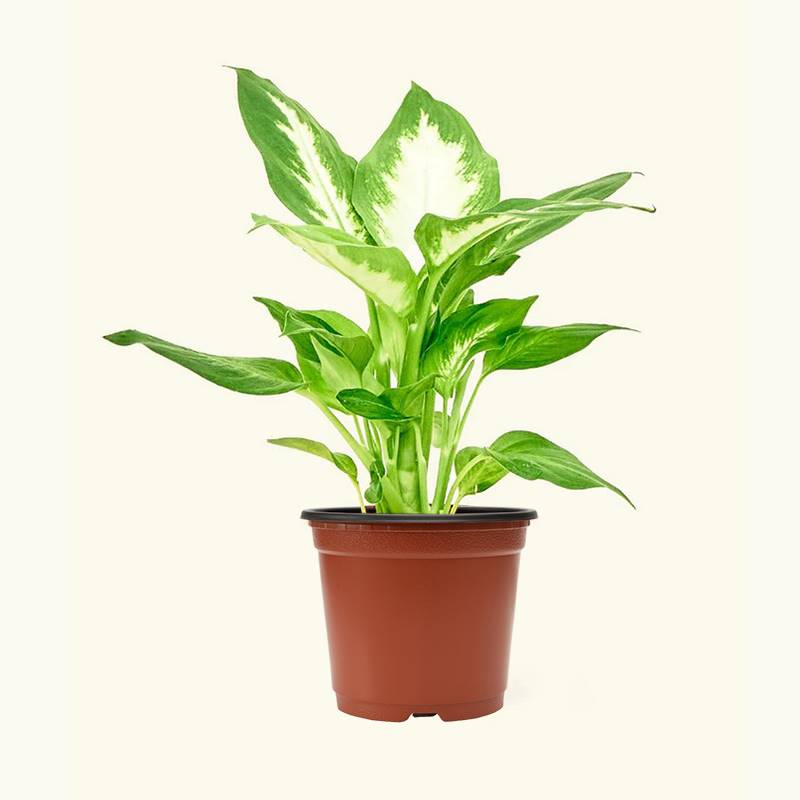 Dieffenbachia Plant