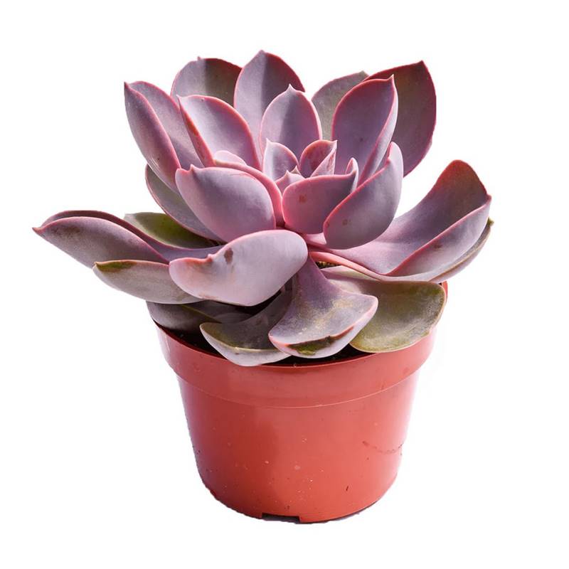 Echeveria (Purple Pearl) Plant