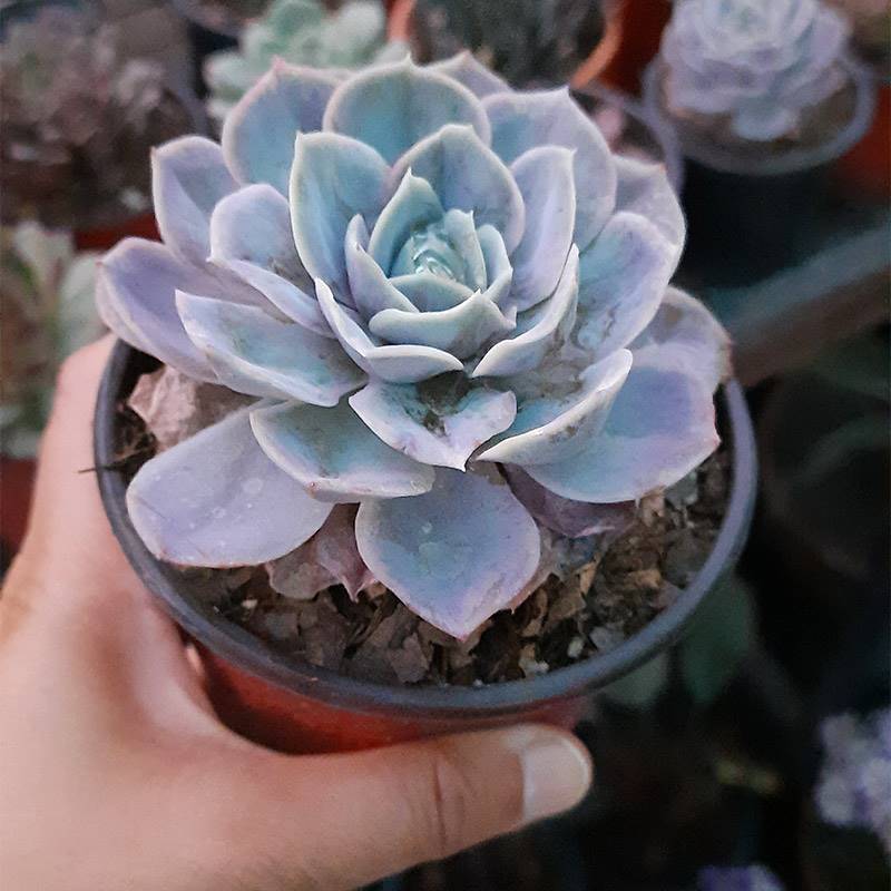 Echeveria Desmetiana Plant