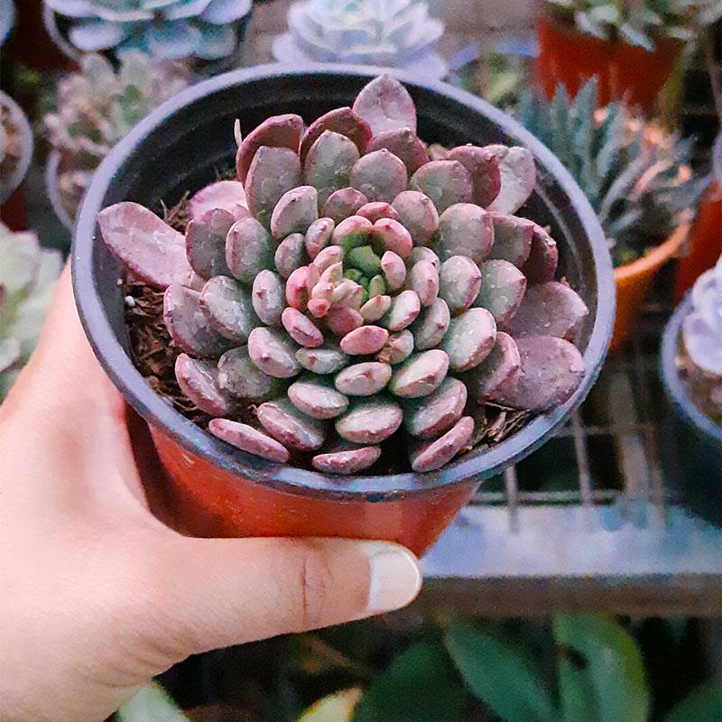 Sedeveria 'Pink Ruby' Plant