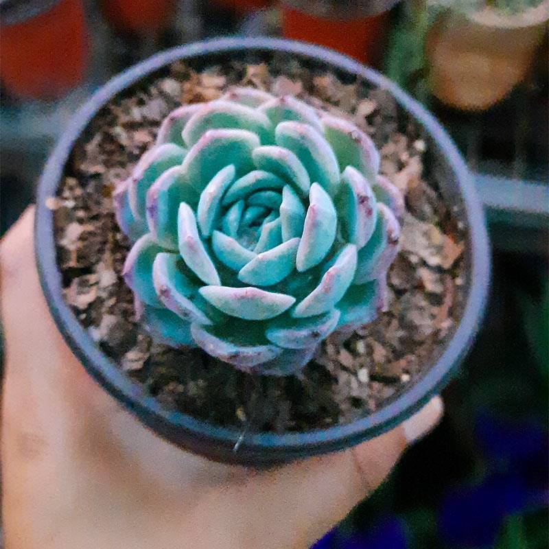 Echeveria Colorata Plant