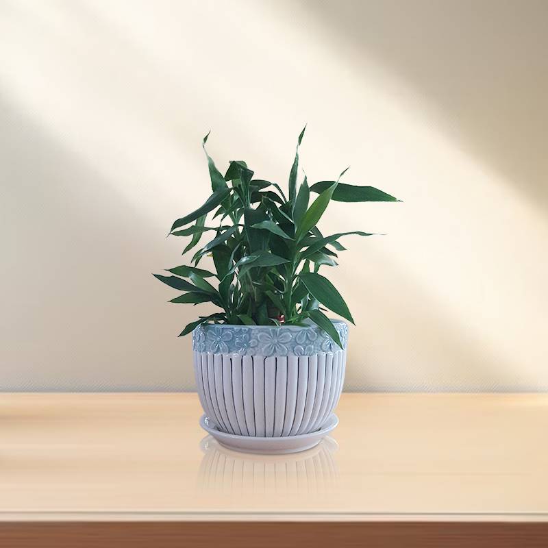Lucky Bamboo in Ceramic Pot