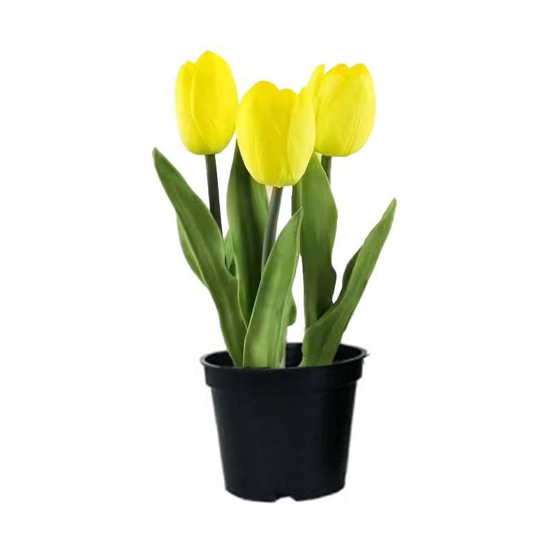 Yellow Tulip Plant