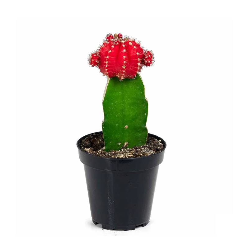 Big Moon Cactus - Red