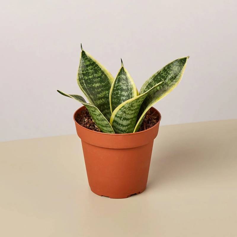 Dwarf Snake Plant