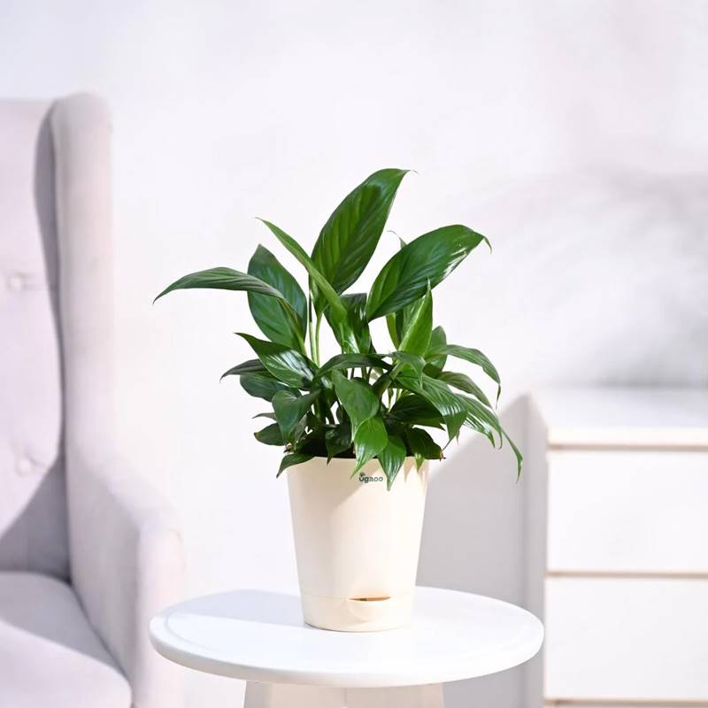 Peace Lily Plant