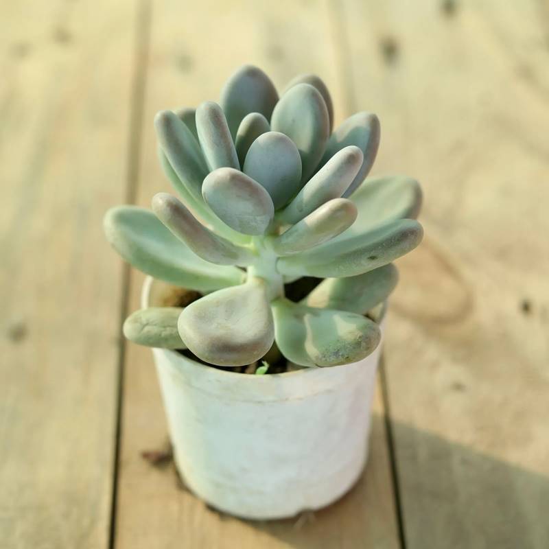 Moonstone Succulent
