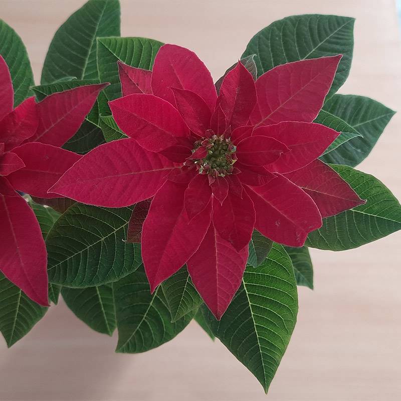 Poinsettia Red Plant