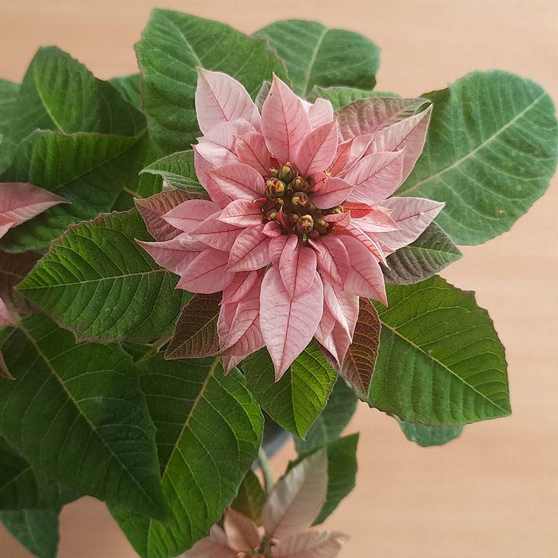 Poinsettia Pink Champagne Plant