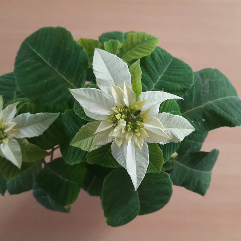 Poinsettia Candy Wintergreen Plant