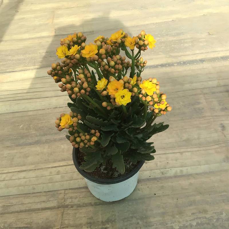 Kalinchoe Yellow Plant