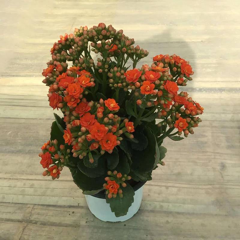 Kalinchoe Orange Plant