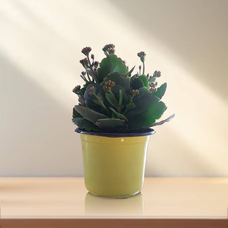 Kalinchoe Purple Plant