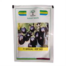 Kailash Seeds F1 Brinjal KSP 1422