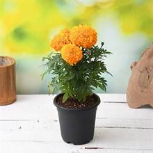 Sayapatri Plant (Marigold)