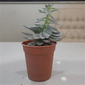 Succulent - Type 1