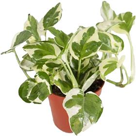 N'joy Pothos Plant