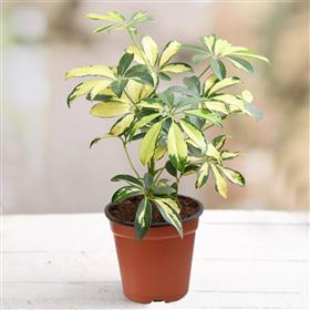 Schefflera Variegated (Umbrella) Plant