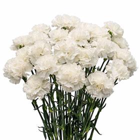 12 White Carnations Bouquet in Paper Packing