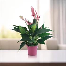 Anthurium Lilli Plant