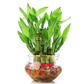 2 Layer Lucky Bamboo