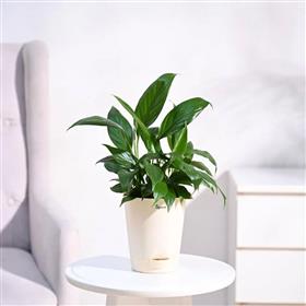 Peace Lily Plant