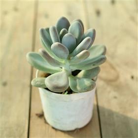 Moonstone Succulent