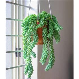 Bushtail Plant in Hanging Pot