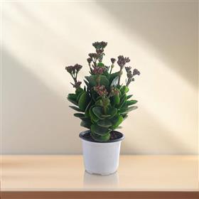 Kalinchoe Red Plant
