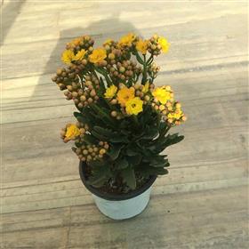 Kalinchoe Yellow Plant