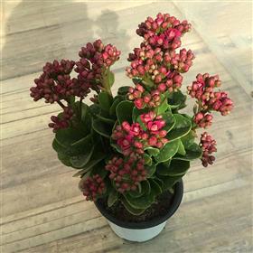 Kalinchoe Pink Plant