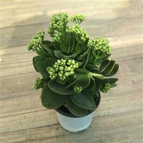 Kalinchoe White Plant