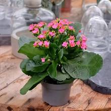 Kalinchoe Light Pink Plant