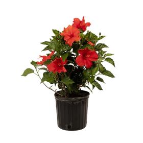 Hibiscus Red Plant