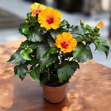 Hibiscus Orange Plant