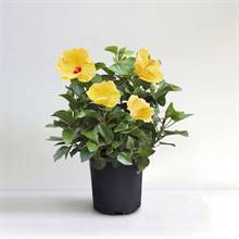 Hibiscus Yellow Plant