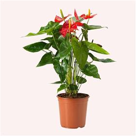 Red Anthurium Lilli Plant