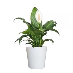 White Lily Plant