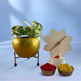 Golden Peacock Rakhi with Marble Pothos Plant and Tika