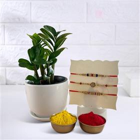 Three Rakhis with ZZ Plant and Tika