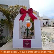 Love Knot White Crochet Daisy in Elegant Casing