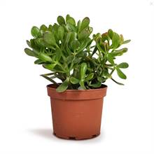 Jade Plant